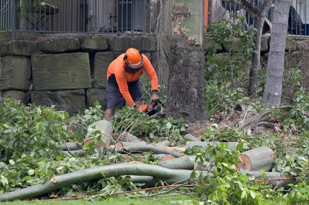 Best Commercial Tree Services  in Creedmoor, NC